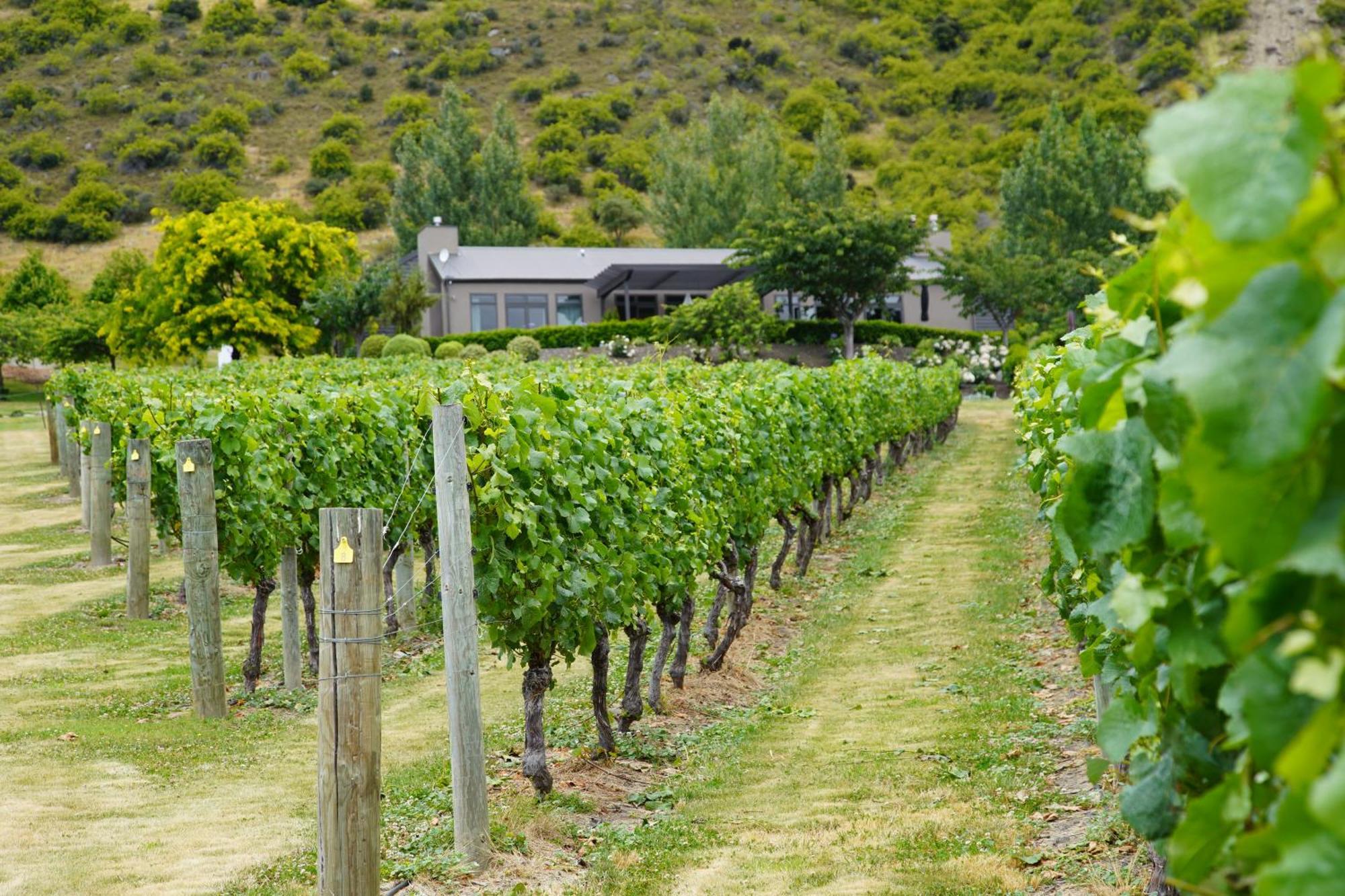 Mt Rosa Lodge Boutique Vineyard Accommodation Γουανάκα Εξωτερικό φωτογραφία