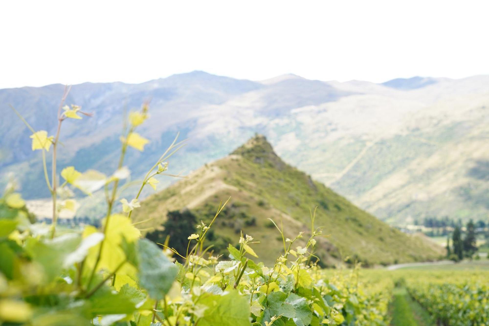 Mt Rosa Lodge Boutique Vineyard Accommodation Γουανάκα Εξωτερικό φωτογραφία