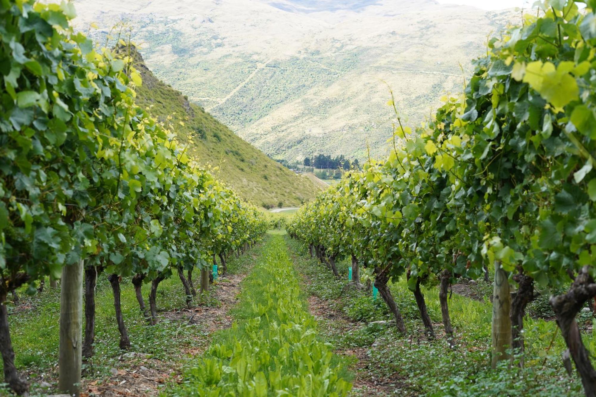Mt Rosa Lodge Boutique Vineyard Accommodation Γουανάκα Εξωτερικό φωτογραφία